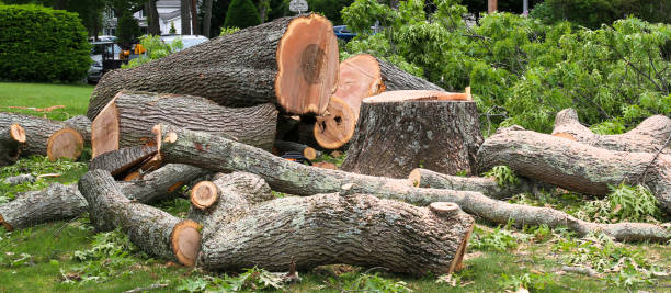 Best Hazardous Tree Removal  in USA